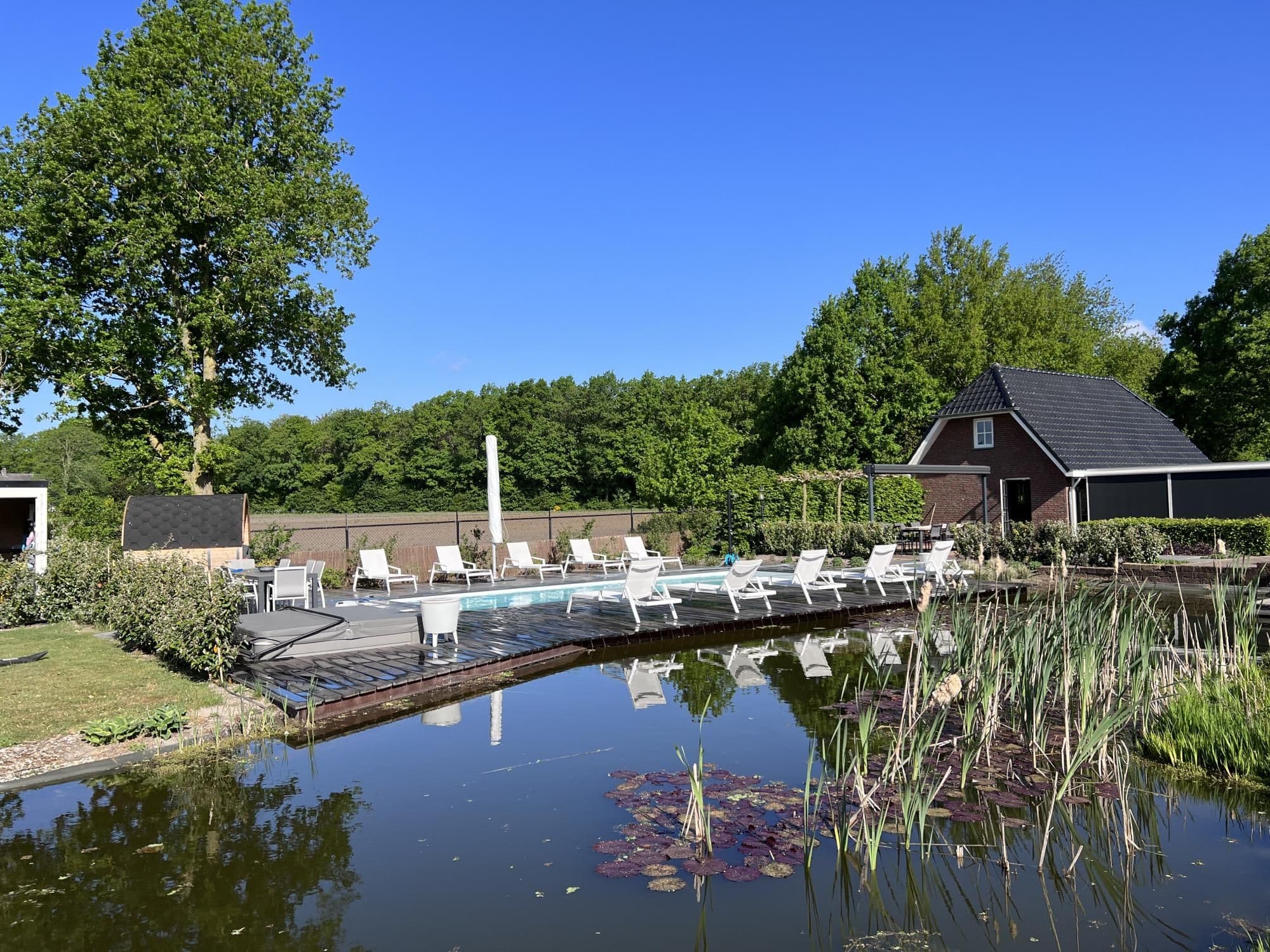 Buitenzwembad met witte ligstoelen op een houten vlonder naast een vijver met riet en waterlelies; op de achtergrond bomen en een huis onder een heldere blauwe lucht.